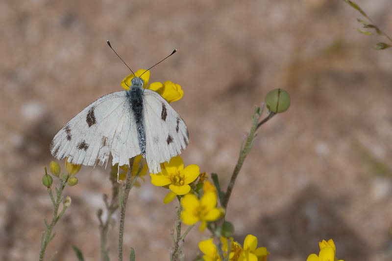 Checkered White